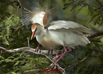 birdandgroom-cohen.jpg